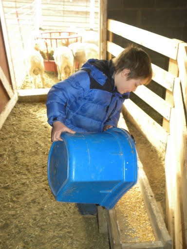 the american polypay sheep