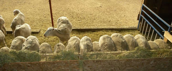 fast growing polypay sheep